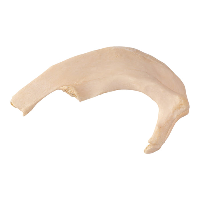 Real Human Skeleton - Disarticulated