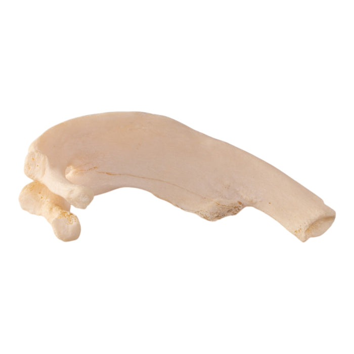 Real Human Skeleton - Disarticulated