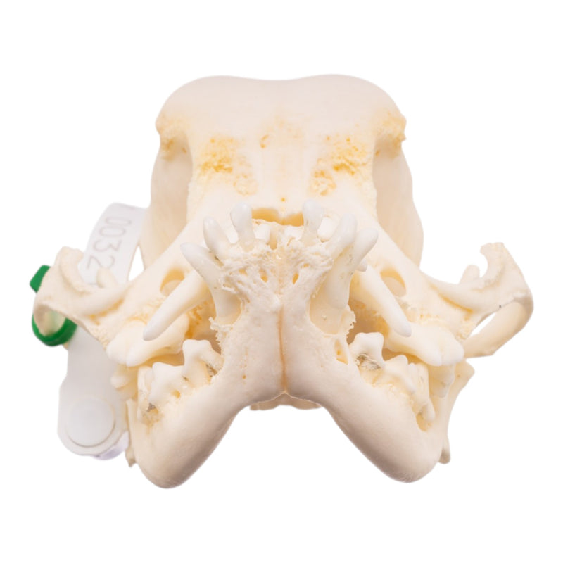 Real Domestic Dog Skull -Pug -Pathology