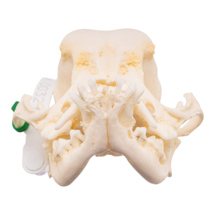Real Domestic Dog Skull -Pug -Pathology