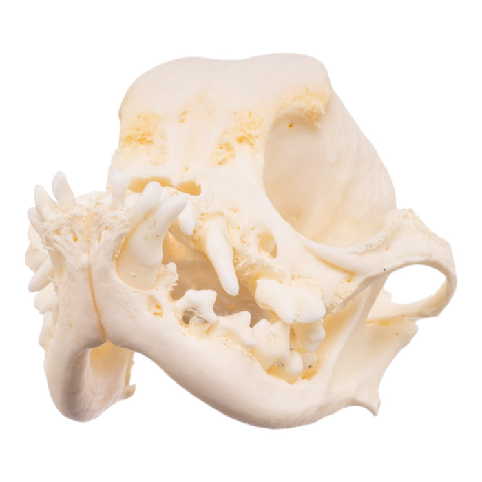 Real Domestic Dog Skull -Pug -Pathology