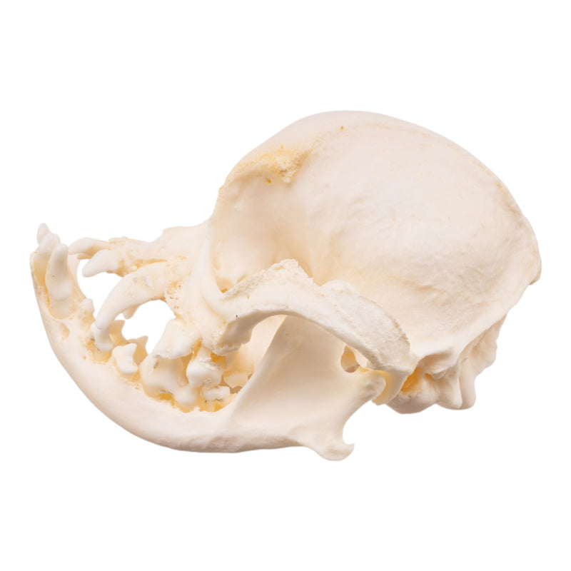 Real Domestic Dog Skull -Pug -Pathology
