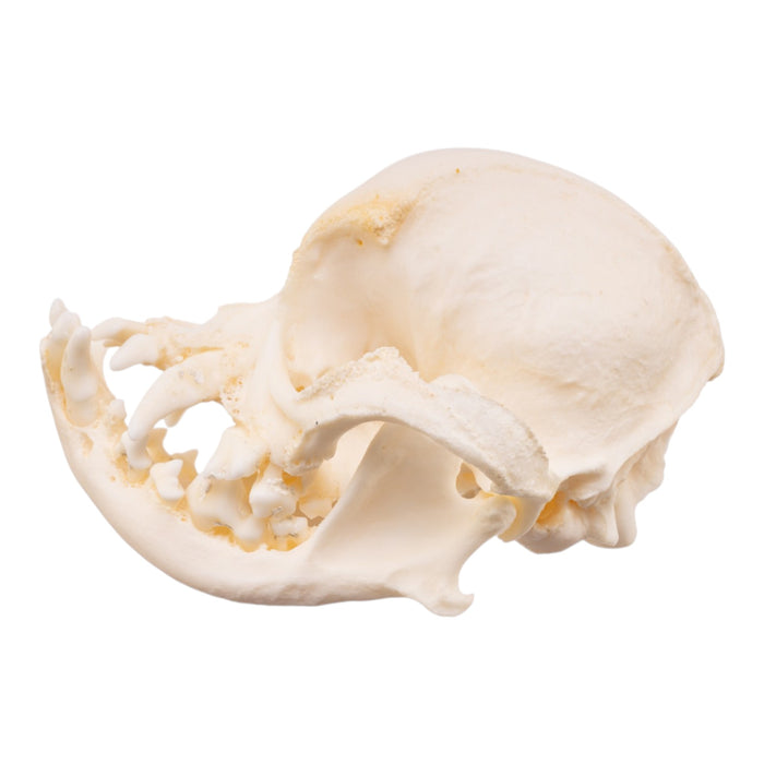 Real Domestic Dog Skull -Pug -Pathology