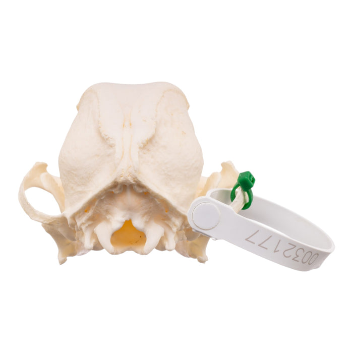 Real Domestic Dog Skull -Pug -Pathology