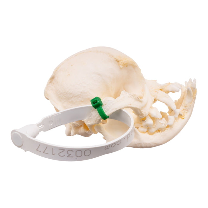Real Domestic Dog Skull -Pug -Pathology