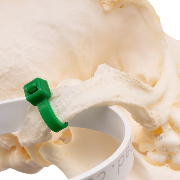Real Domestic Dog Skull -Pug -Pathology