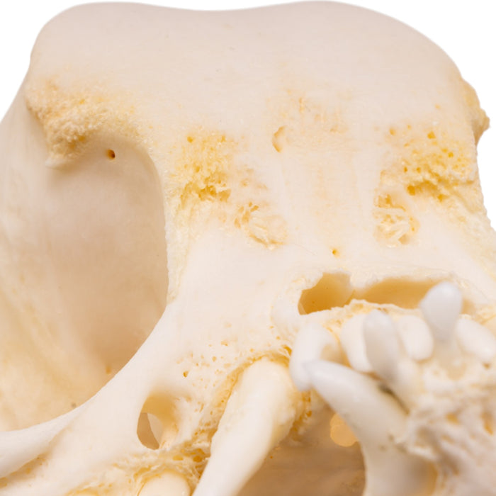 Real Domestic Dog Skull -Pug -Pathology