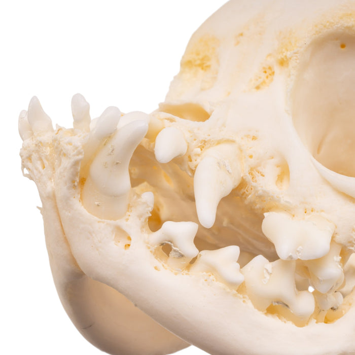 Real Domestic Dog Skull -Pug -Pathology