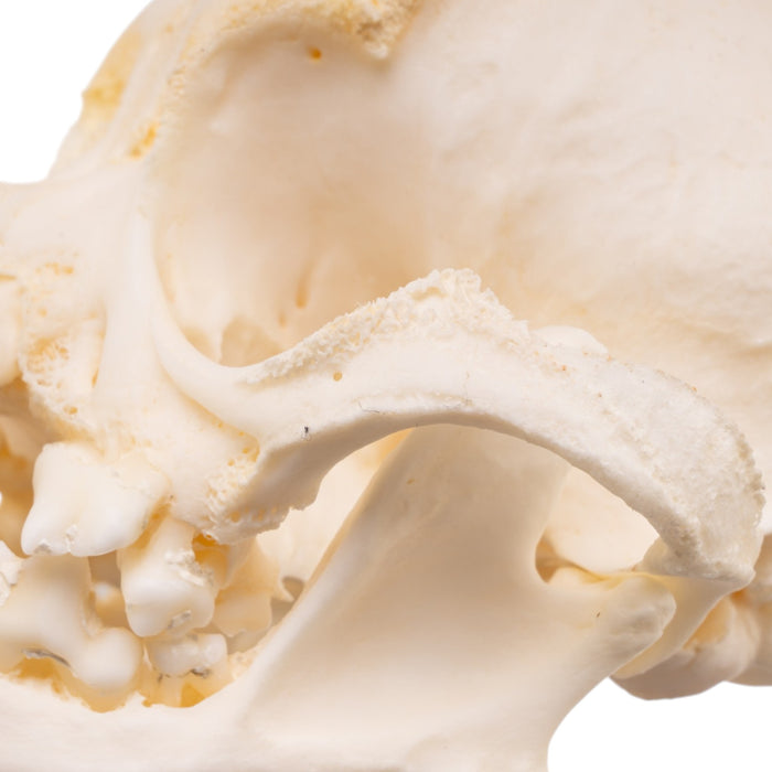 Real Domestic Dog Skull -Pug -Pathology