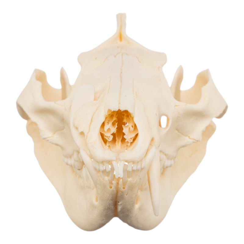 Real American Opossum Skull - Pathology