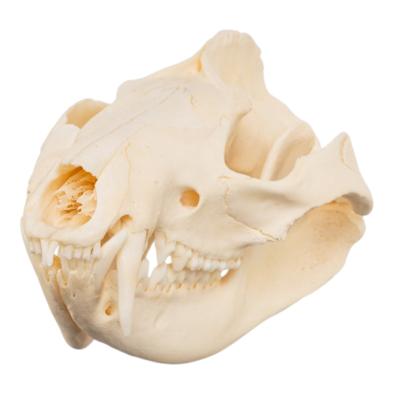 Real American Opossum Skull - Pathology
