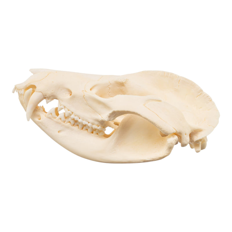 Real American Opossum Skull - Pathology