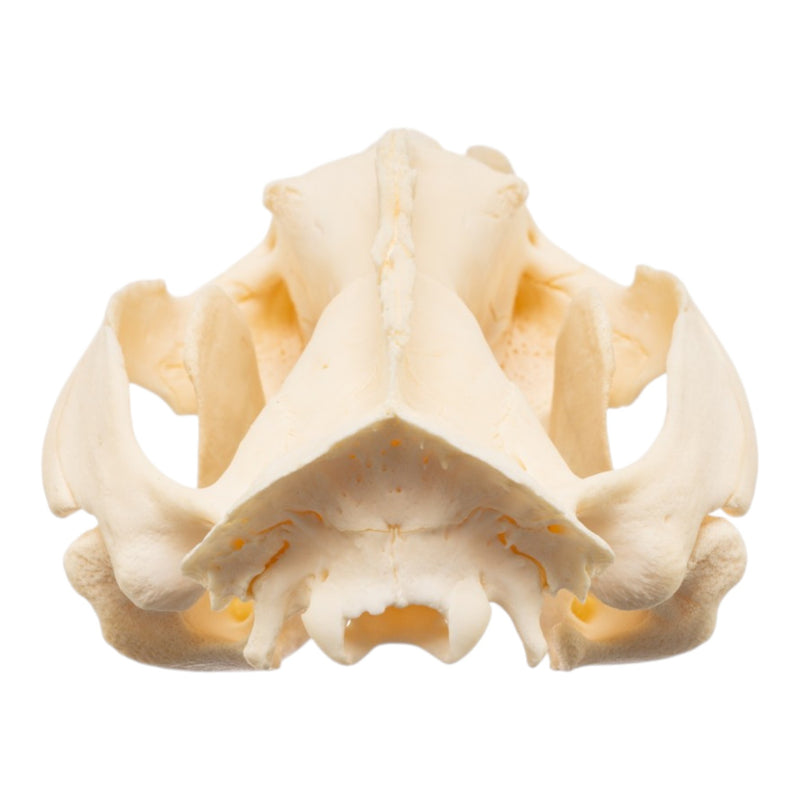 Real American Opossum Skull - Pathology