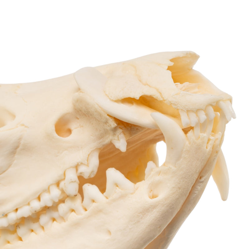 Real American Opossum Skull - Pathology
