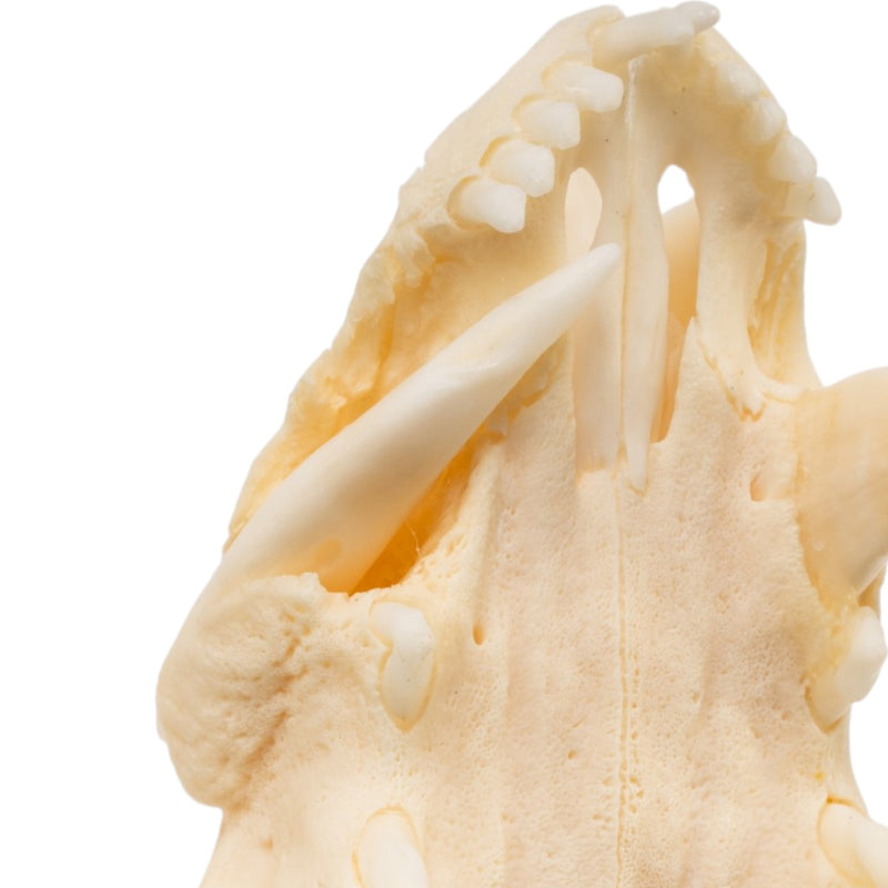 Real American Opossum Skull - Pathology