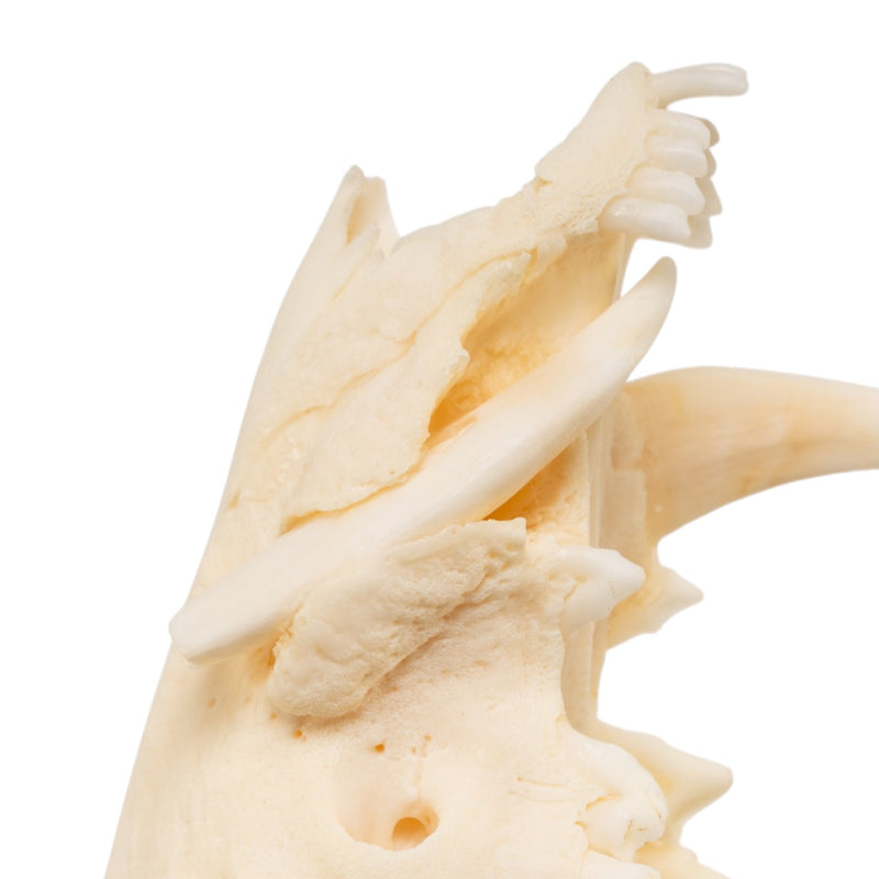 Real American Opossum Skull - Pathology