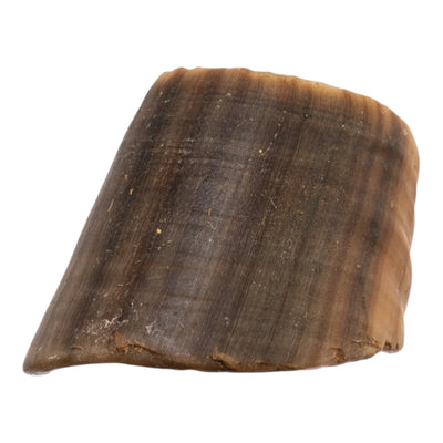 Real Horse Hoof