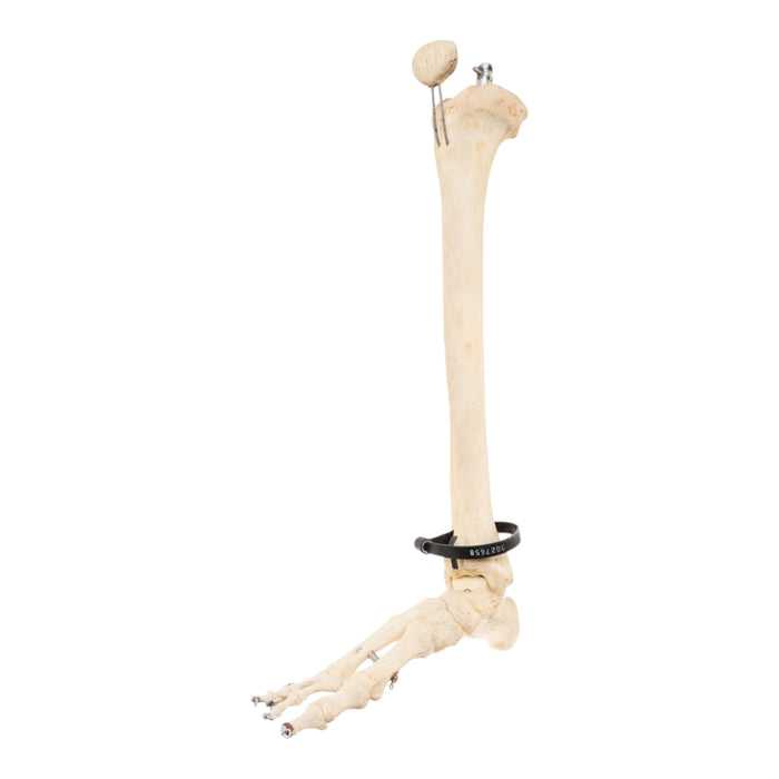 Real Articulated Human Right Leg