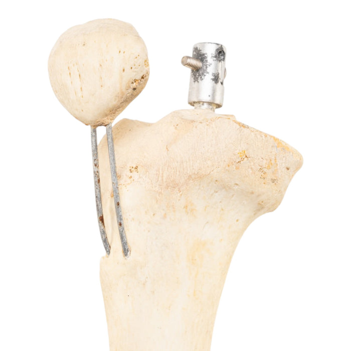Real Articulated Human Right Leg