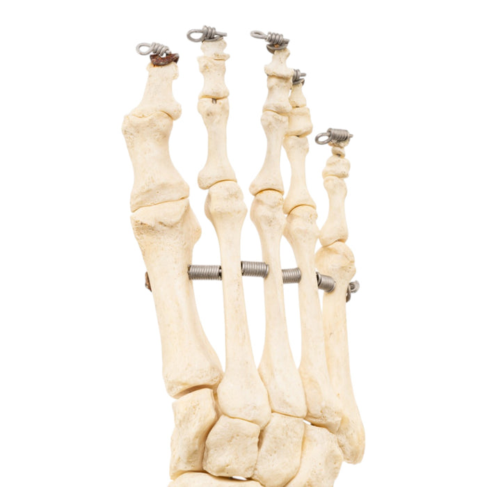 Real Articulated Human Right Leg
