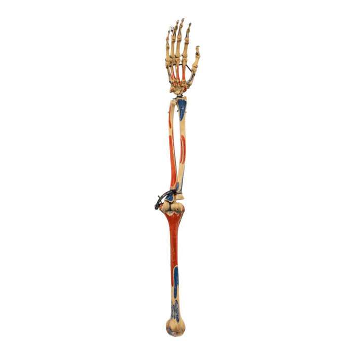 Real Articulated Human Right Arm - Painted