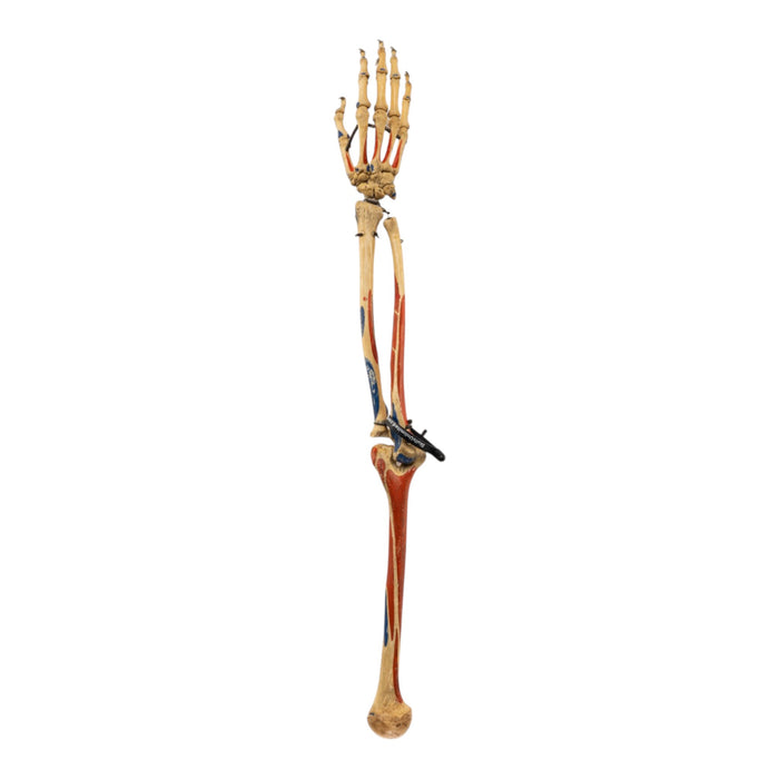Real Articulated Human Right Arm - Painted