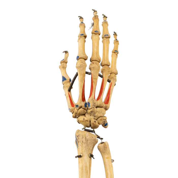 Real Articulated Human Right Arm - Painted