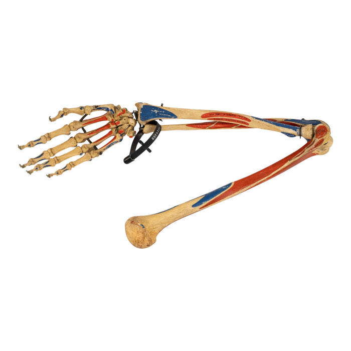 Real Articulated Human Right Arm - Painted