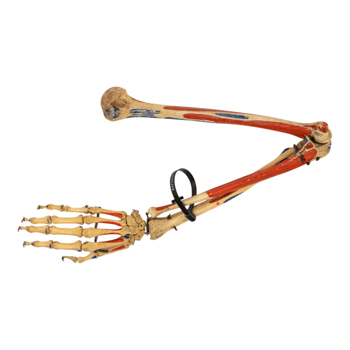 Real Articulated Human Right Arm - Painted