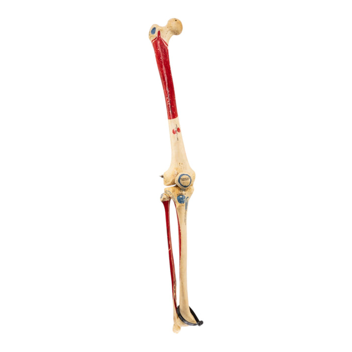 Real Human Right Leg - Painted