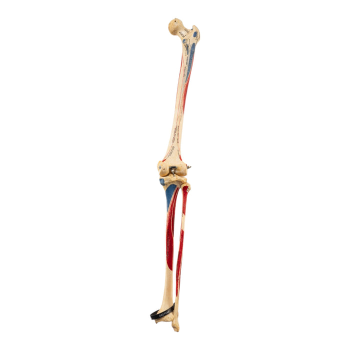 Real Human Right Leg - Painted