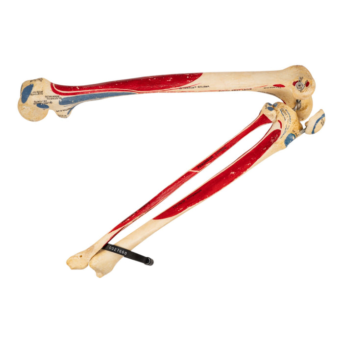 Real Human Right Leg - Painted