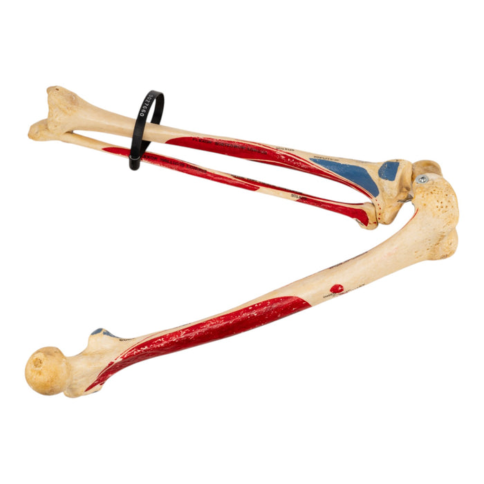 Real Human Right Leg - Painted