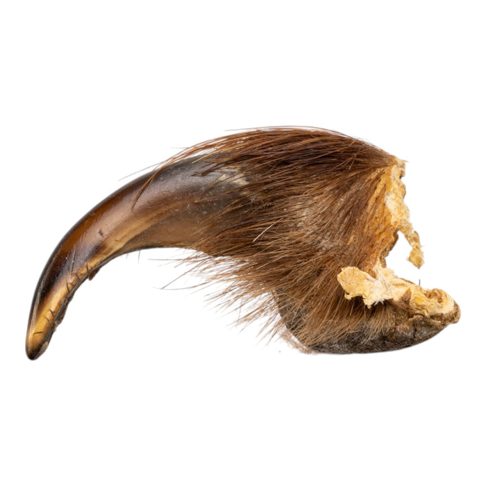 Real Grizzly Bear Claw