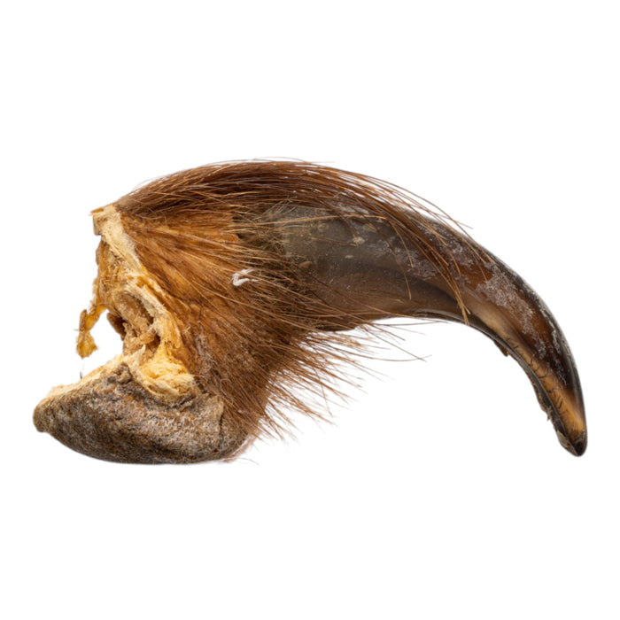 Real Grizzly Bear Claw