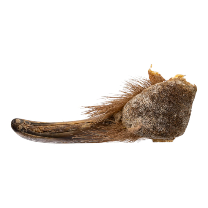 Real Grizzly Bear Claw