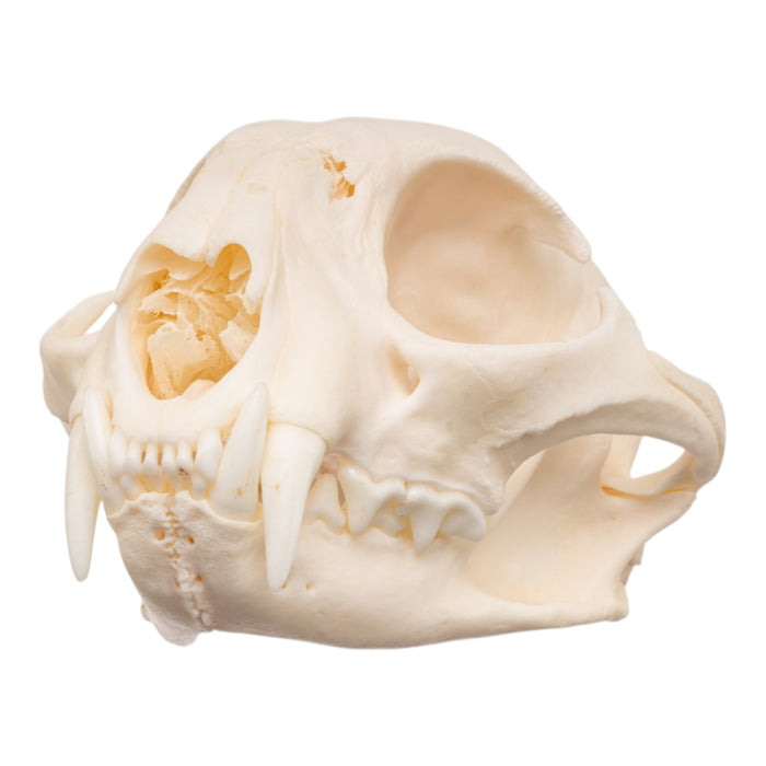 Real Bobcat Skull - Pathology