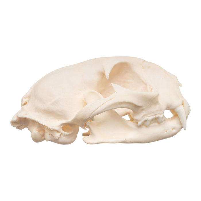 Real Bobcat Skull - Pathology