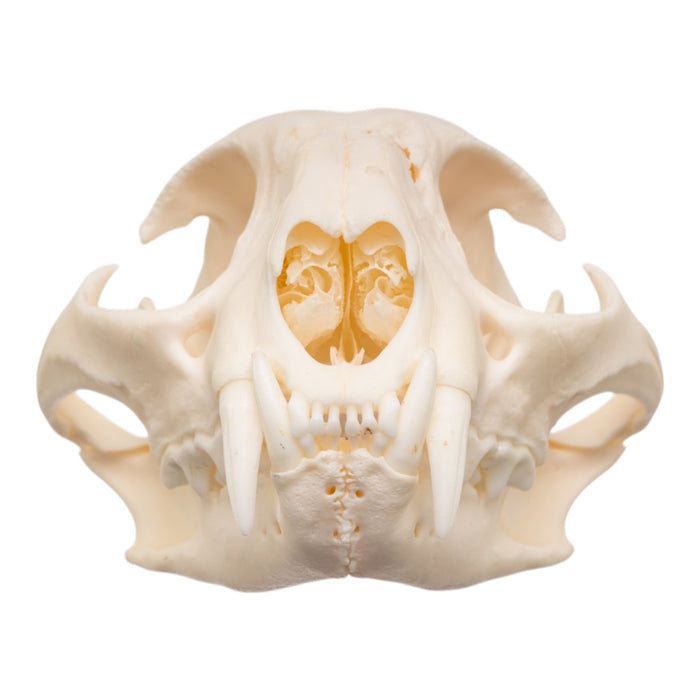 Real Bobcat Skull - Pathology