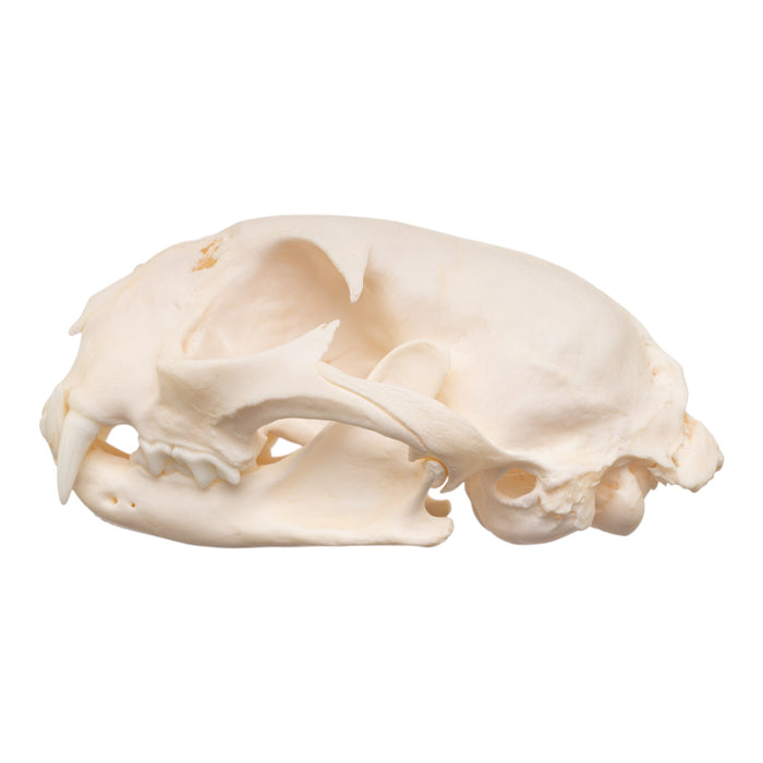 Real Bobcat Skull - Pathology