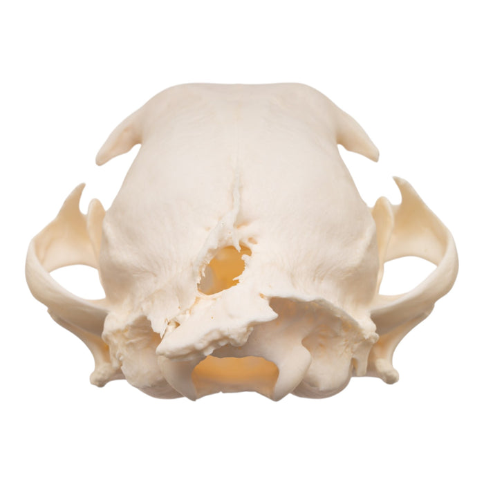 Real Bobcat Skull - Pathology