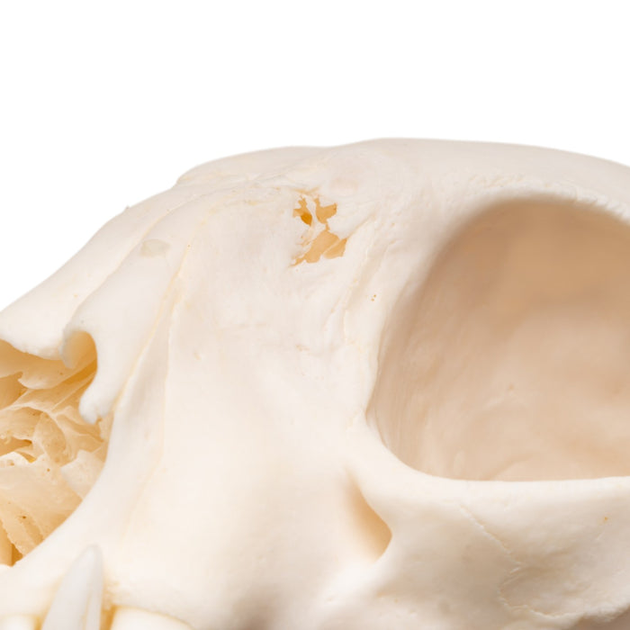 Real Bobcat Skull - Pathology