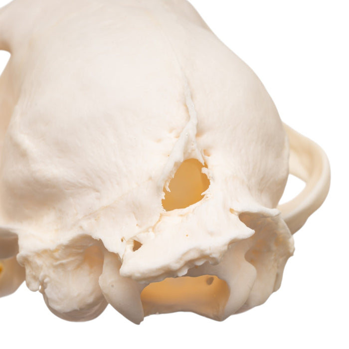 Real Bobcat Skull - Pathology