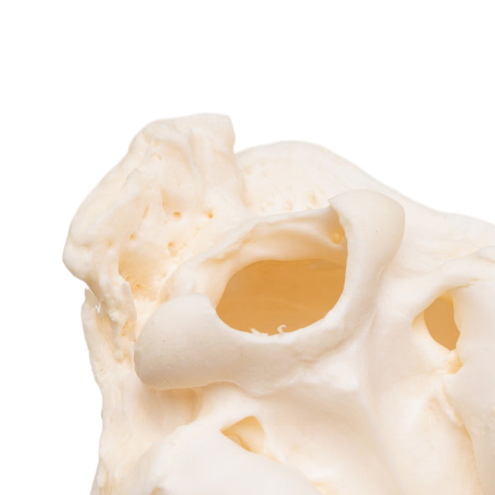 Real Bobcat Skull - Pathology