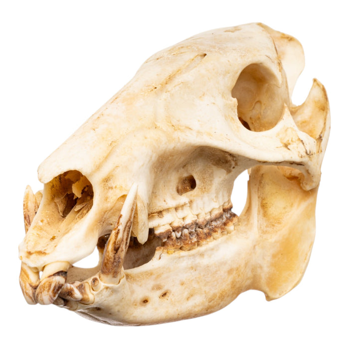 Real Peccary Skull