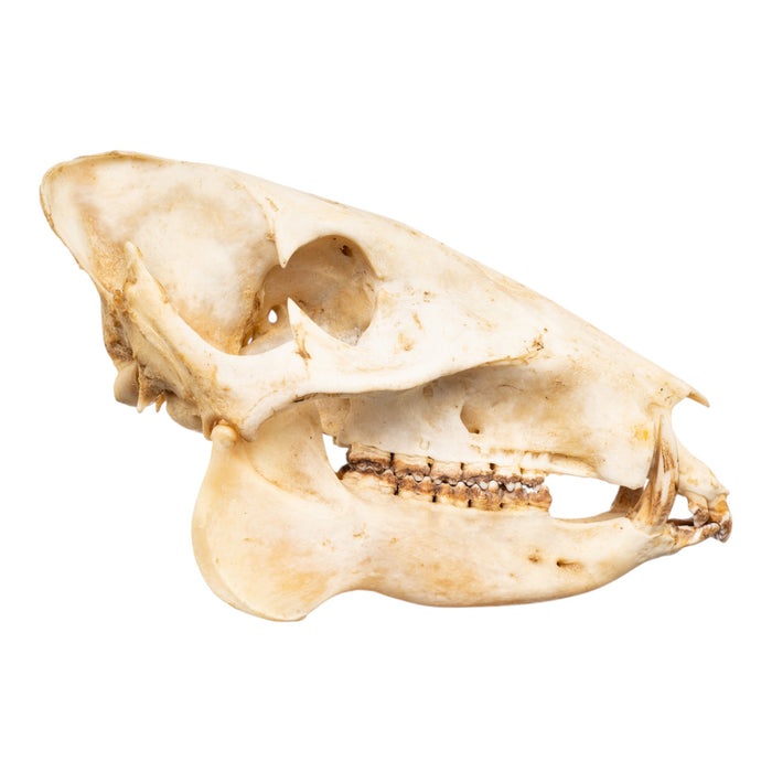 Real Peccary Skull