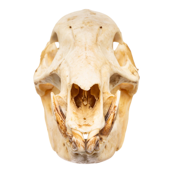 Real Peccary Skull