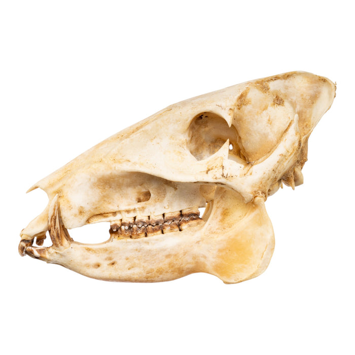 Real Peccary Skull