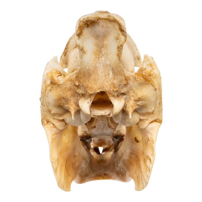 Real Peccary Skull