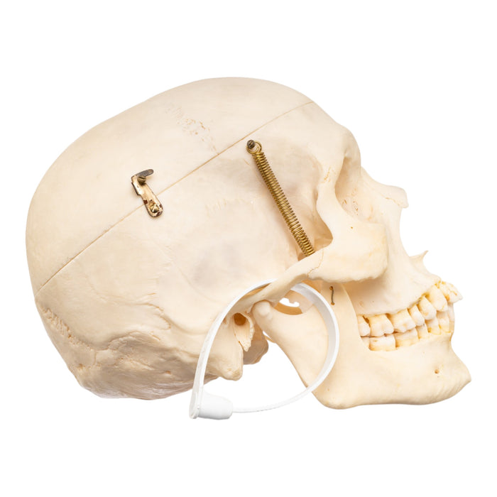 Real Human Skull with Carrying Case